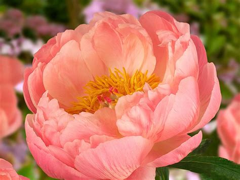 Cerise Magical Peony: An Icon in the Floral World